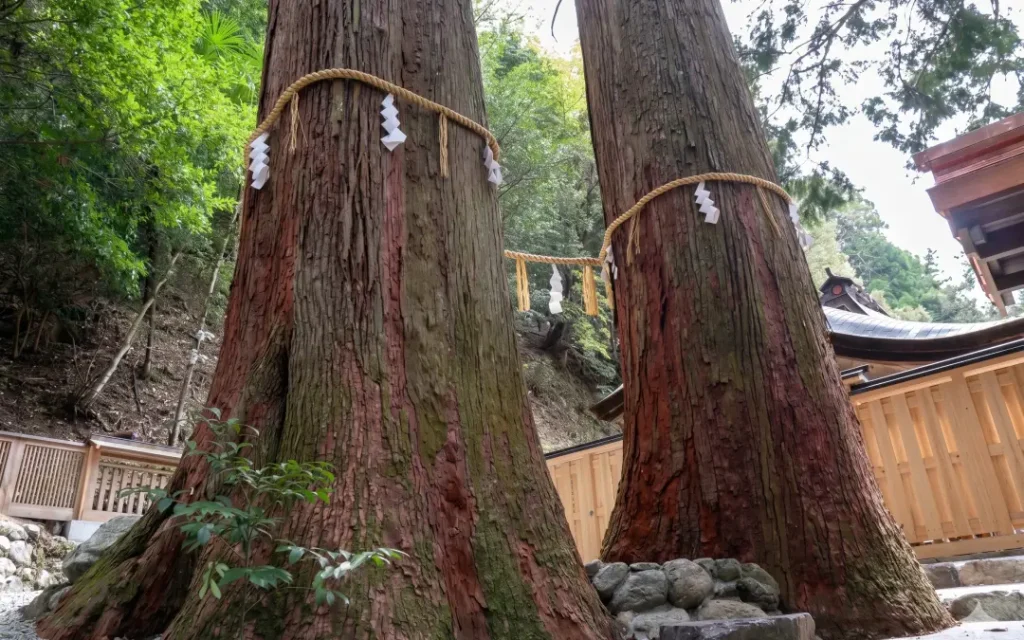 相生の杉（イメージ）