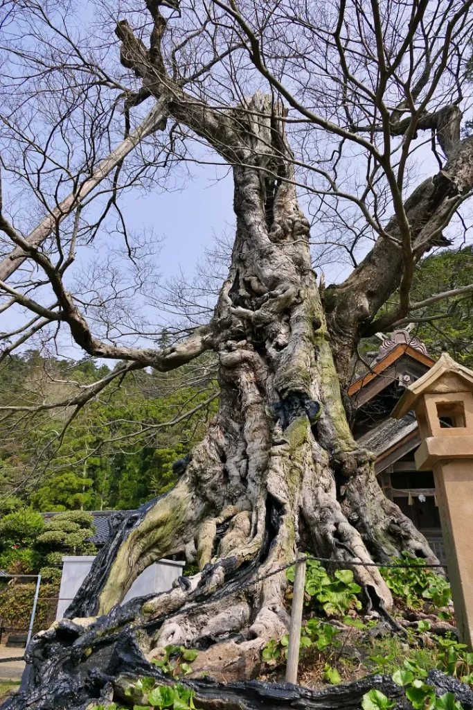 ムクノキ
